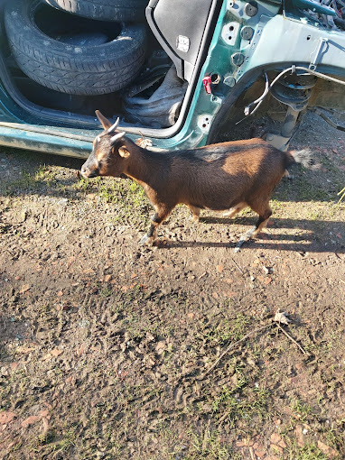 Garage Céréa - Photo 4